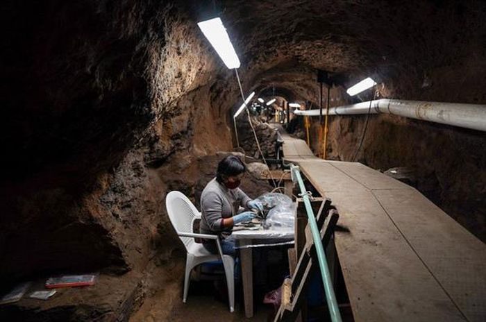 A researcher examining preserved plant remains in the tunnel.