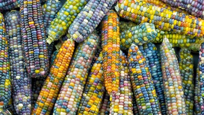 Rainbow corn is both beautiful and delicious.