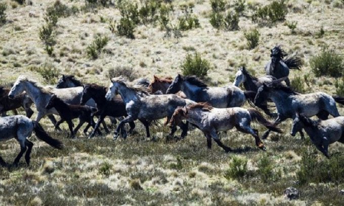 Wild horses thrive in the mountains of Australia.