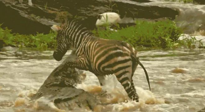 Zebras crossing the river, making a spectacular escape.