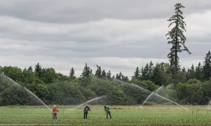 Workers at St. Paul farm, Oregon, during a heatwave.