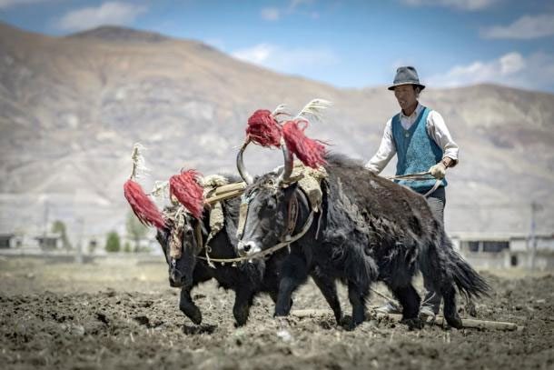 Tibetan People