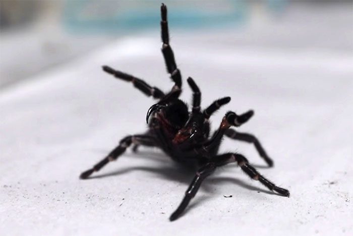 Long fangs that bite deeply and inject venom into the opponent.