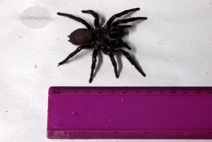 Spider twice the size of ordinary spiders.