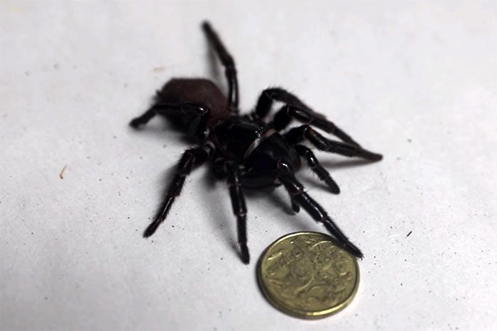 Highly venomous funnel-web spider.