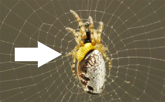 Spider becomes a zombie when stung by a wasp.