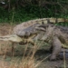 nile crocodile video battle from morning to afternoon dramatic ending for the defeated 116430