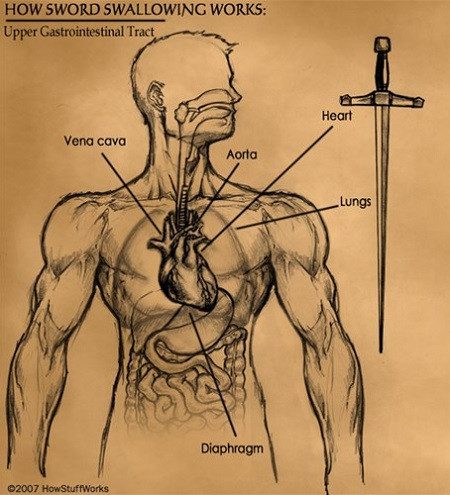 Image depicting the human upper GI tract and the length of the sword.