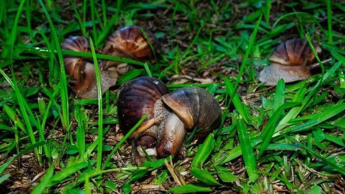 The giant African land snail can grow up to 20 cm and damage homes.
