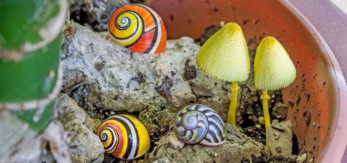 The shells of Cuban snails come in a variety of colors.