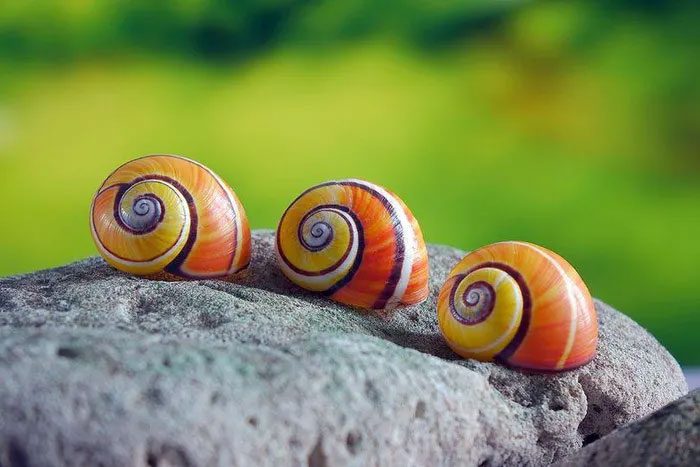 They are truly masterpieces of nature.