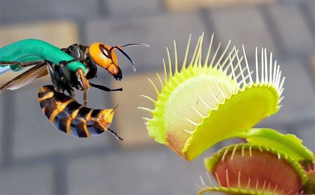 Can the Yellow Jacket escape this deadly trap?