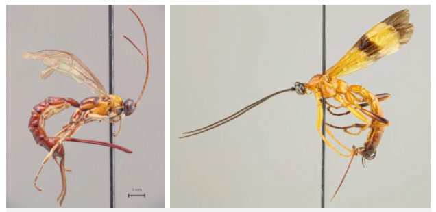 Acrotaphus wasps manipulate the host's behavior in a complex way