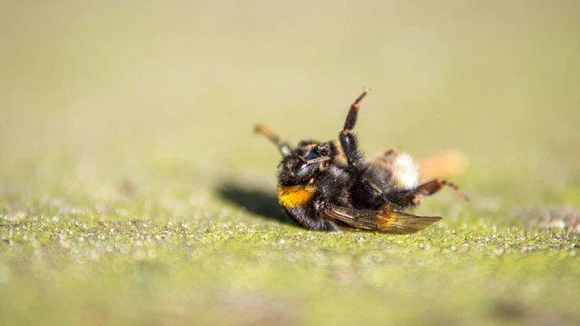 Bees flying can suddenly drop to the ground.