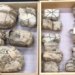 open box old collection surprising 70 million year extremely rare 117571