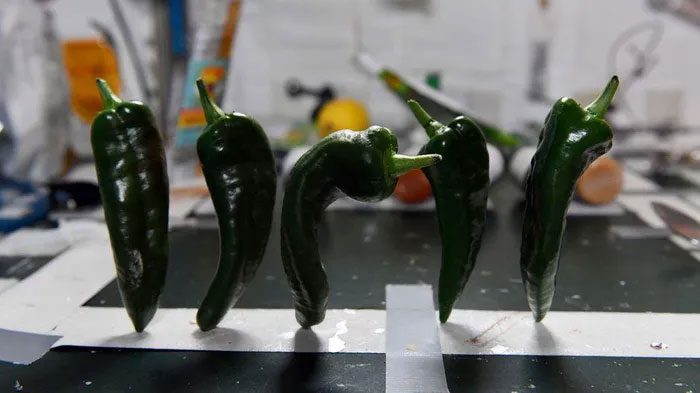 The first green peppers harvested on the International Space Station (ISS).