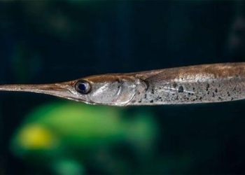 pain unknown species sharp today is the most dangerous predator to humans 116294