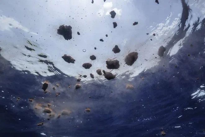 Feces of a blue whale.