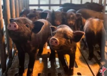 piglet western raising first clone to produce healthy offspring 117888