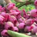 preserving west lake lotus with cell culture technology 116280