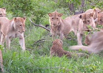 protecting the mai lot in the circle of the 12 lions and the dramatic ending 117649