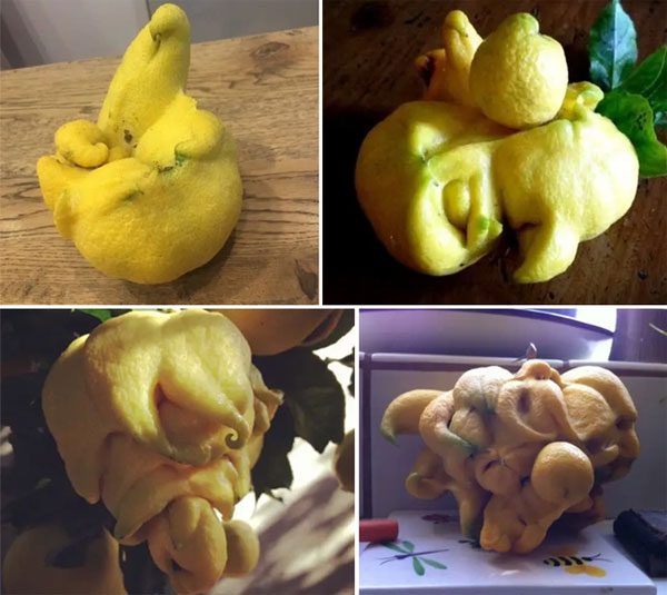 Mutated lemons with unusual shapes.