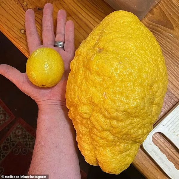 The unusual lemon is much larger than a regular lemon.