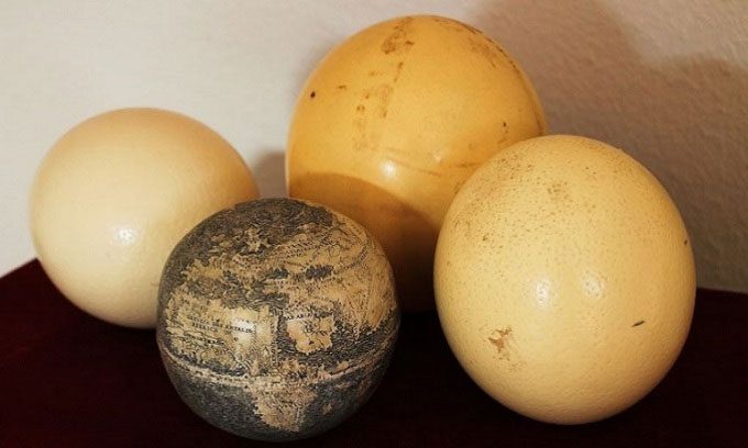 Da Vinci's globe next to other ostrich eggs.