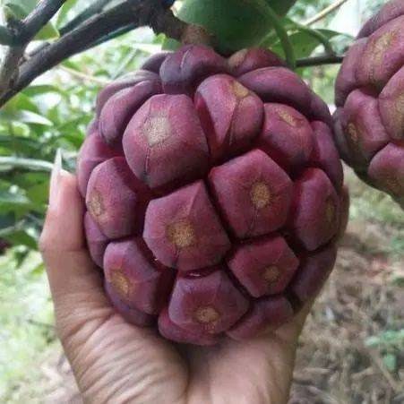 This fruit looks like a spherical pineapple.