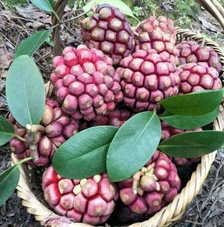 When ripe, it has a general color of reddish-purple, appearing very attractive.