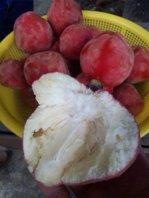The taste of this fruit is rated as mildly sweet.