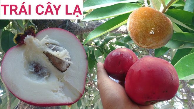 The flavor of this fruit is very delicious, and its flesh resembles that of a sapodilla.