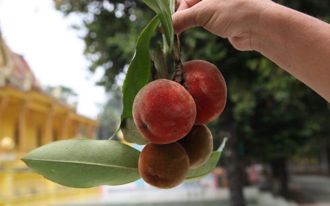 A fruit with a distinctive red and orange color, looking very unusual.