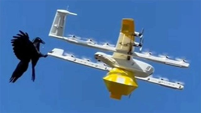 Drone suddenly attacked by a crow.