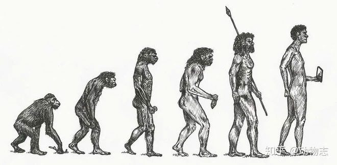 The evolution of humanity