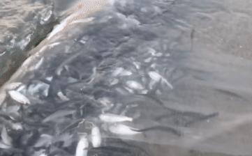 Casting a net to catch mullet