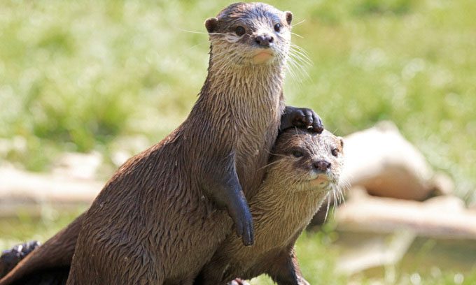 River otter shape