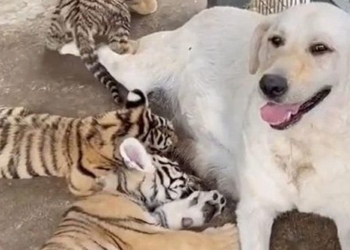 raising puppy bu tan tinh when grown up and the ending that surprised the online community 116251