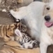raising puppy bu tan tinh when grown up and the ending that surprised the online community 116251