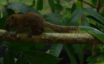 The snake approached from behind, making it hard for the squirrel to react in time