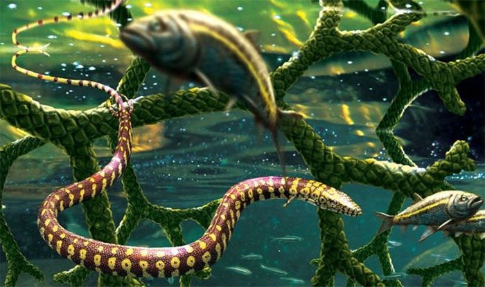 Tetrapodophis amplectus is likely a lizard, not a snake.