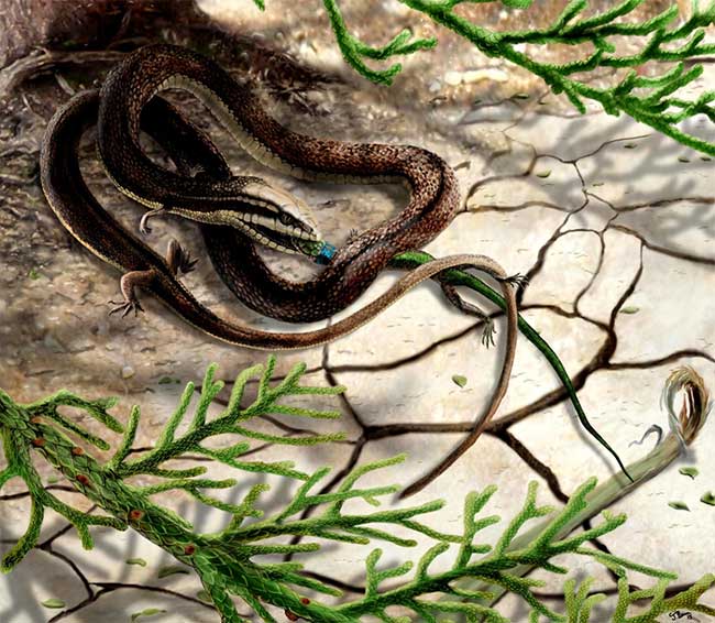 The discovery of the "four-legged snake" excited scientists.