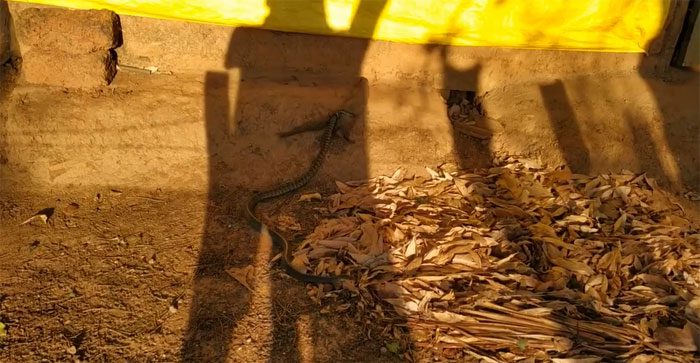 Mongoose panics and flees when confronted by a "tricky" rat snake