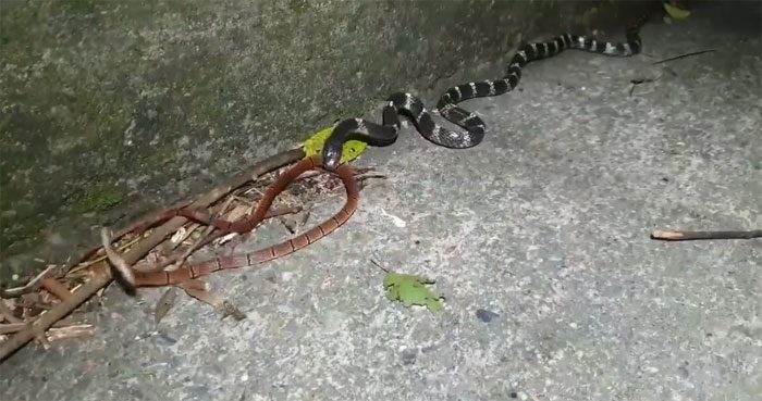 Both snakes in this video are relatively small.