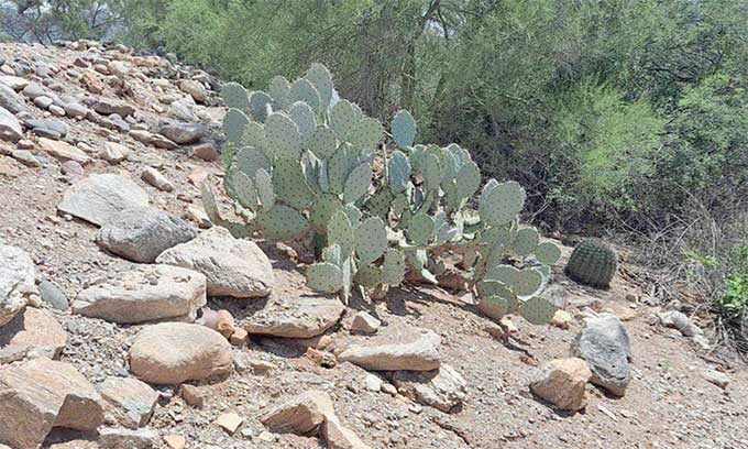 The rattlesnake cleverly camouflaged on a rocky slope in Arizona, USA.