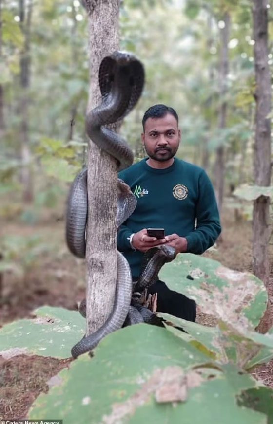 Mr. Nilesh Wankhede inside the Melghat Wildlife Sanctuary in Maharashtra, India (Image: Daily Mail).