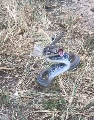 The boomslang snake slithering quickly, mouth wide open, chasing after a man.