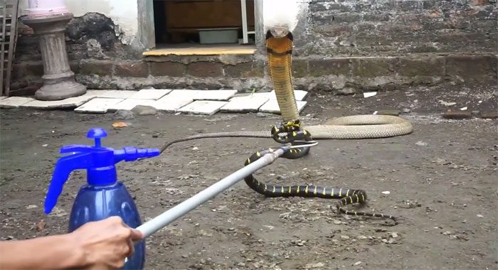 Black and yellow striped snake confronting king cobra
