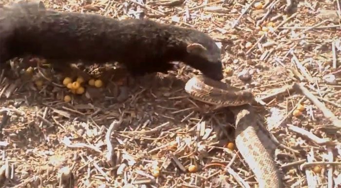 The venomous snake suffered a fatal blow when the opponent bit its head.