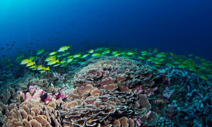 Coral reefs provide shelter for a wide variety of marine organisms.